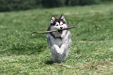 CHIEN FINNOIS DE LAPONIE 139